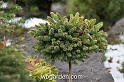 wbgarden dwarf conifers 61
